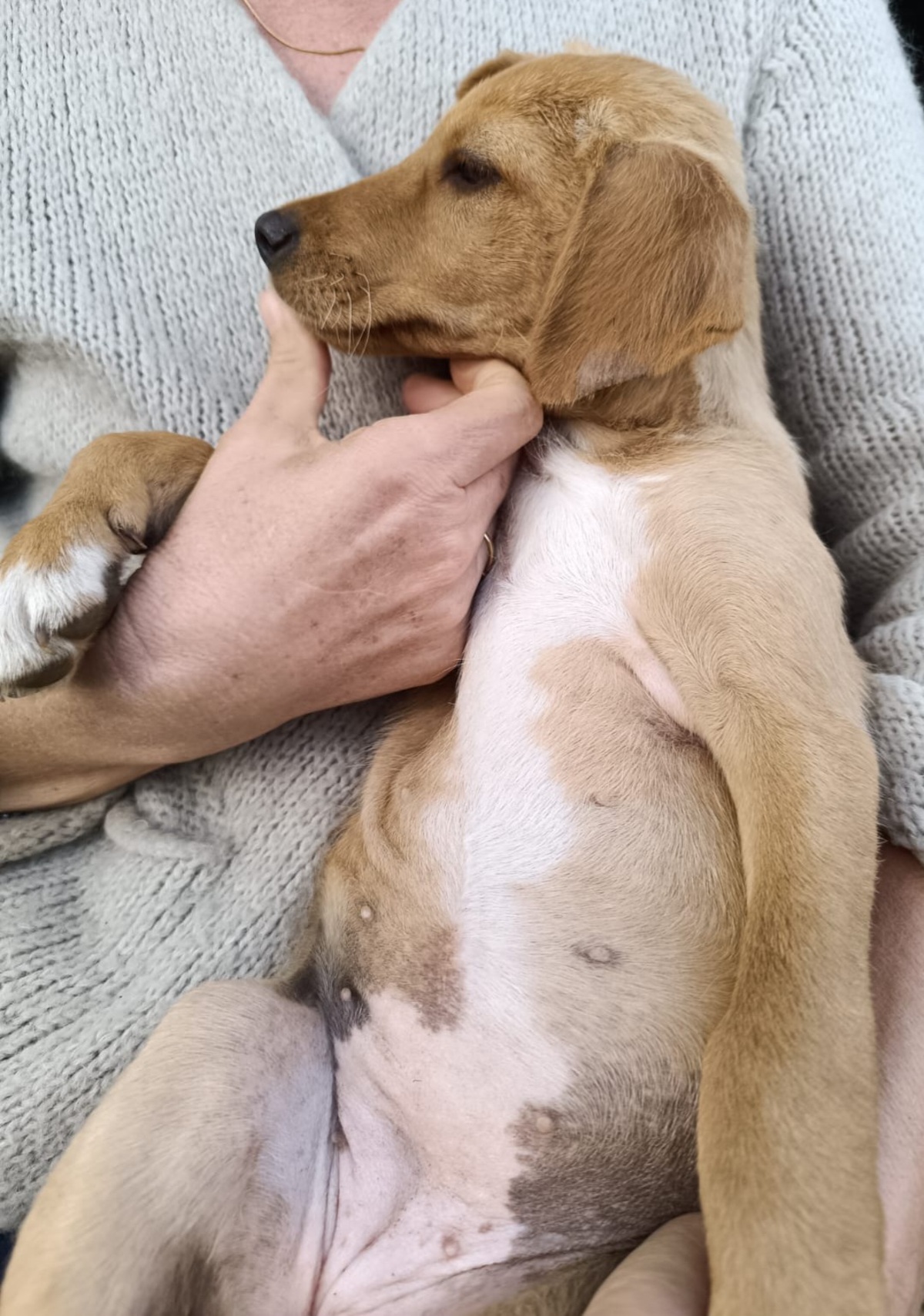 Adoption Frisquette