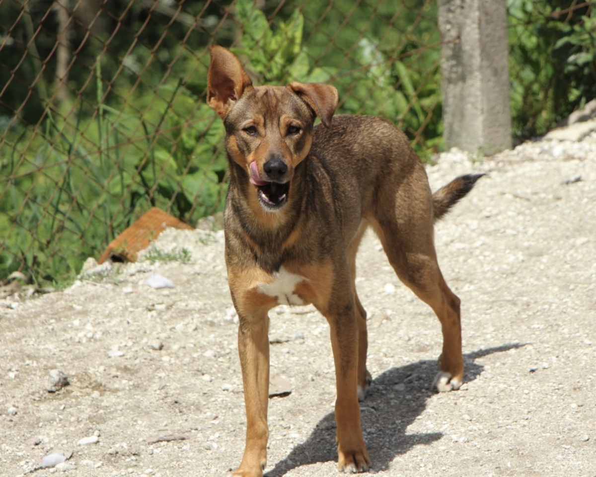 Adoption Luniz