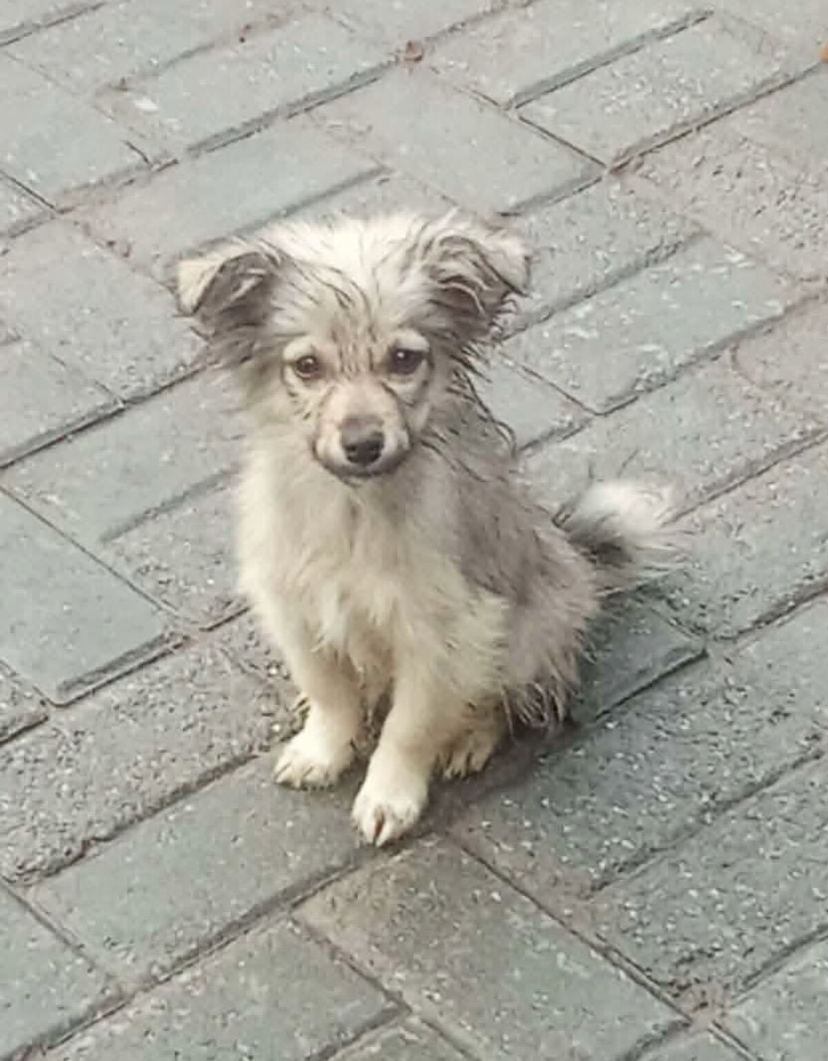 Adoption Bolivia
