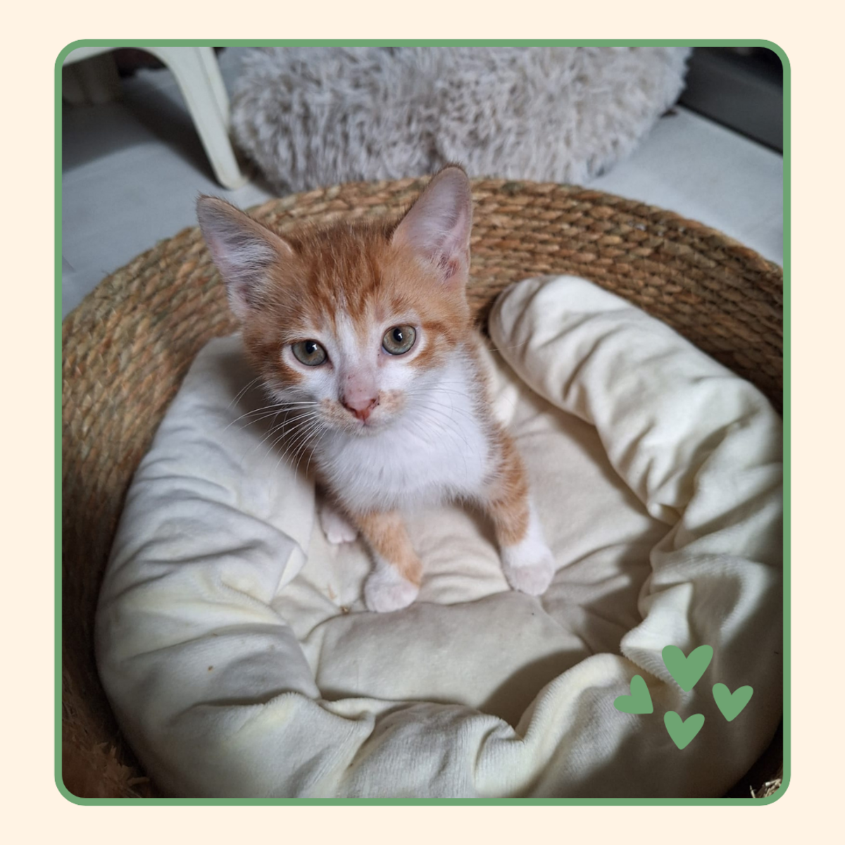 Adoption Ivar