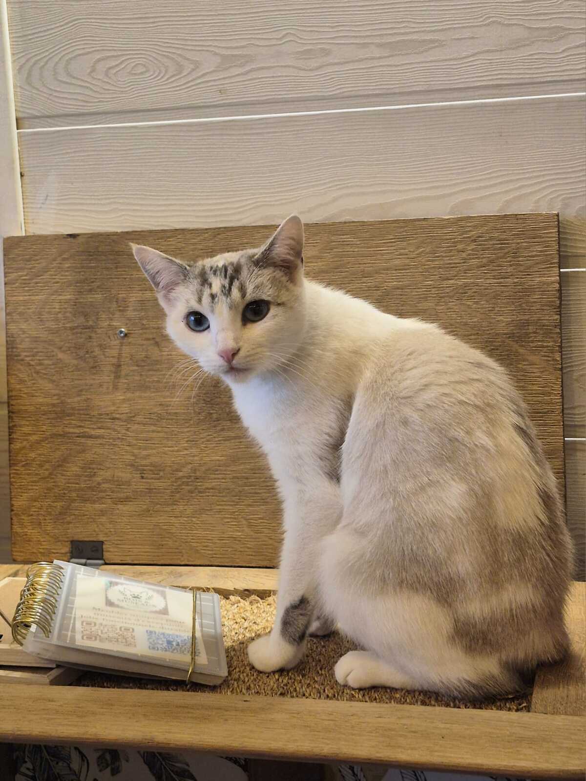 Adoption Eowine