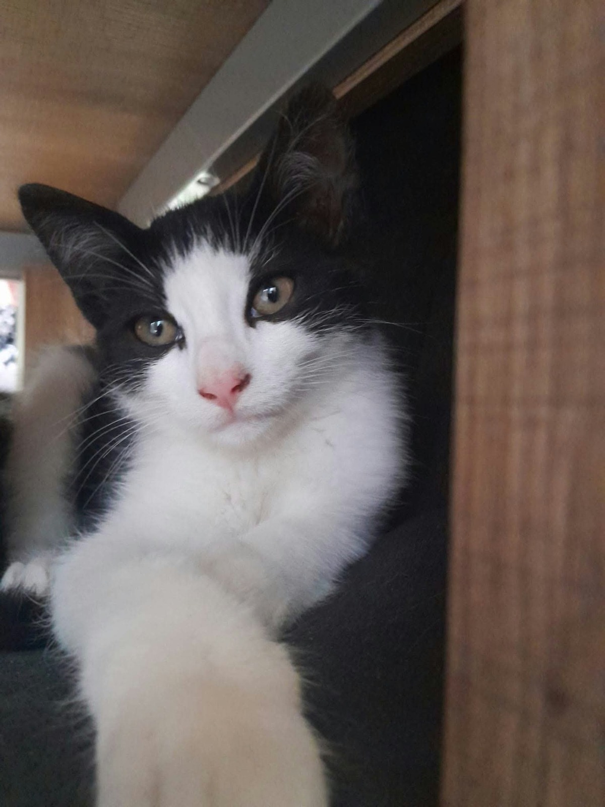 Adoption Bibop
