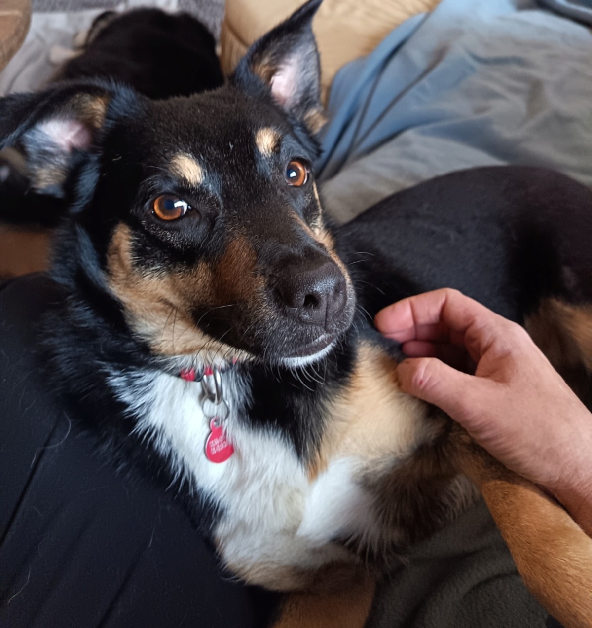 Adoption Kelina