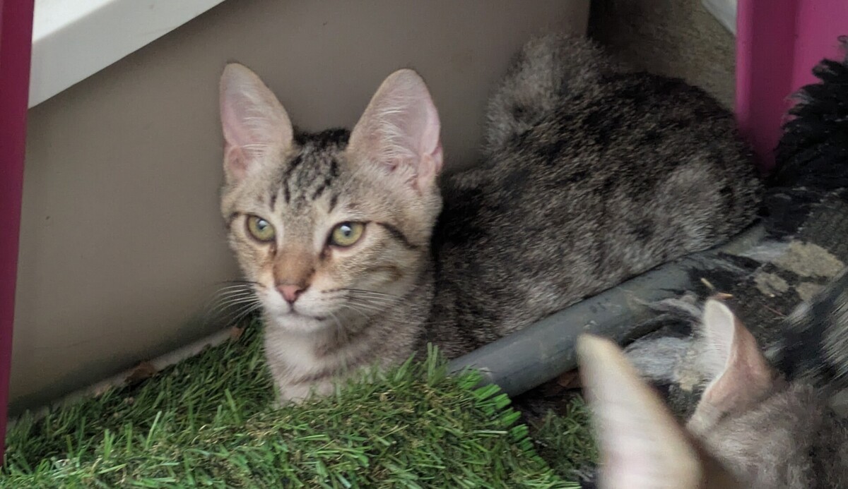 Adoption Boby