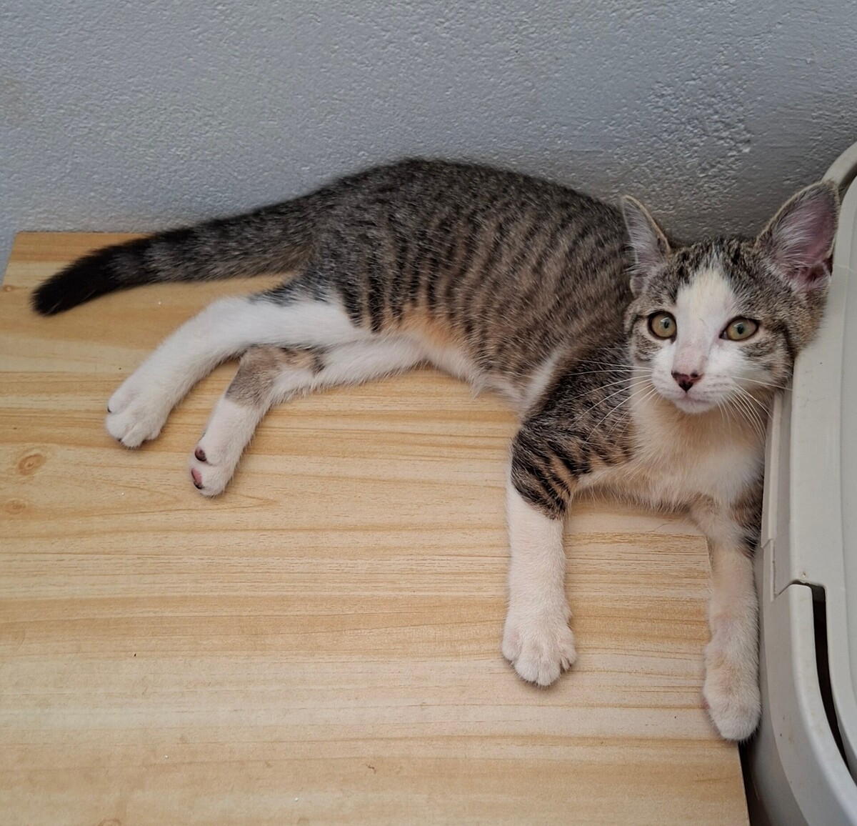 Adoption BELETTE