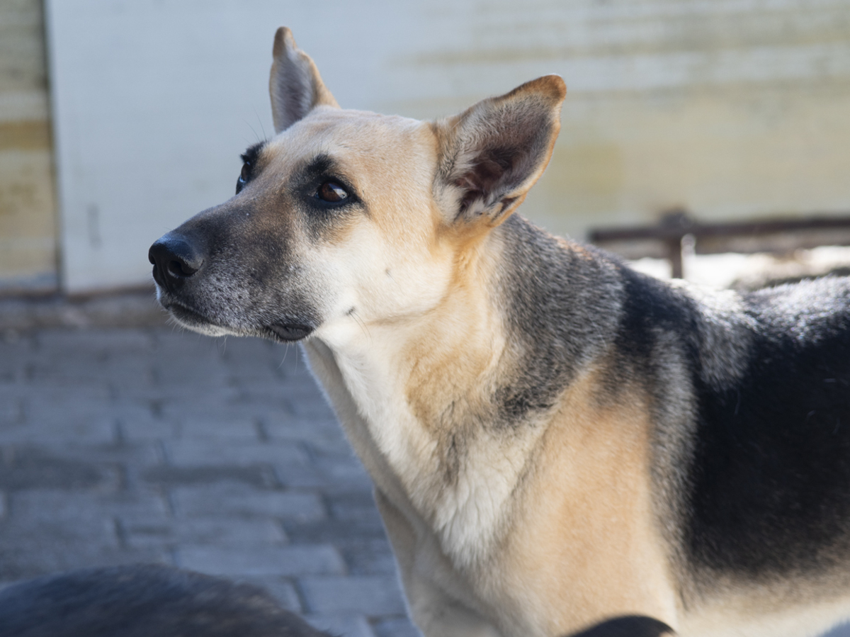 Adoption Vendie