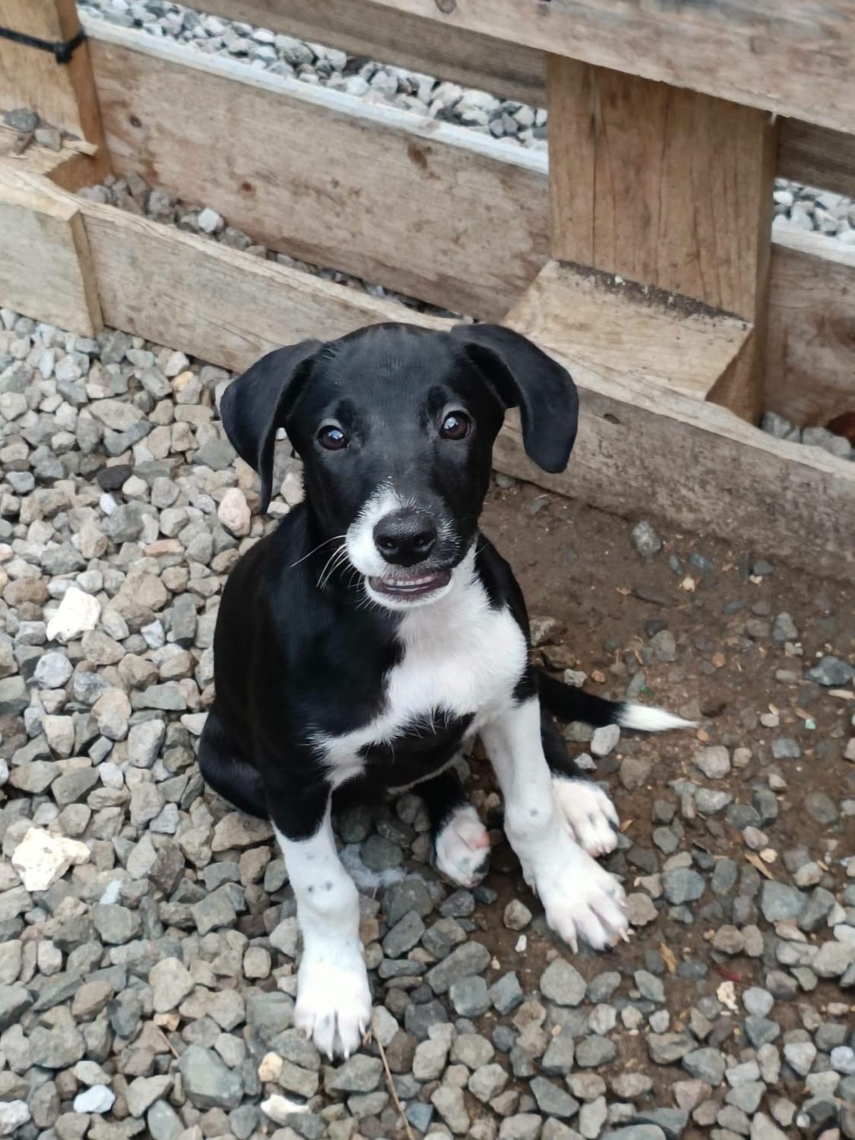 Adoption Frimousse