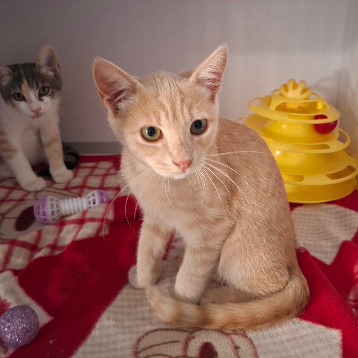 Adoption Bagel