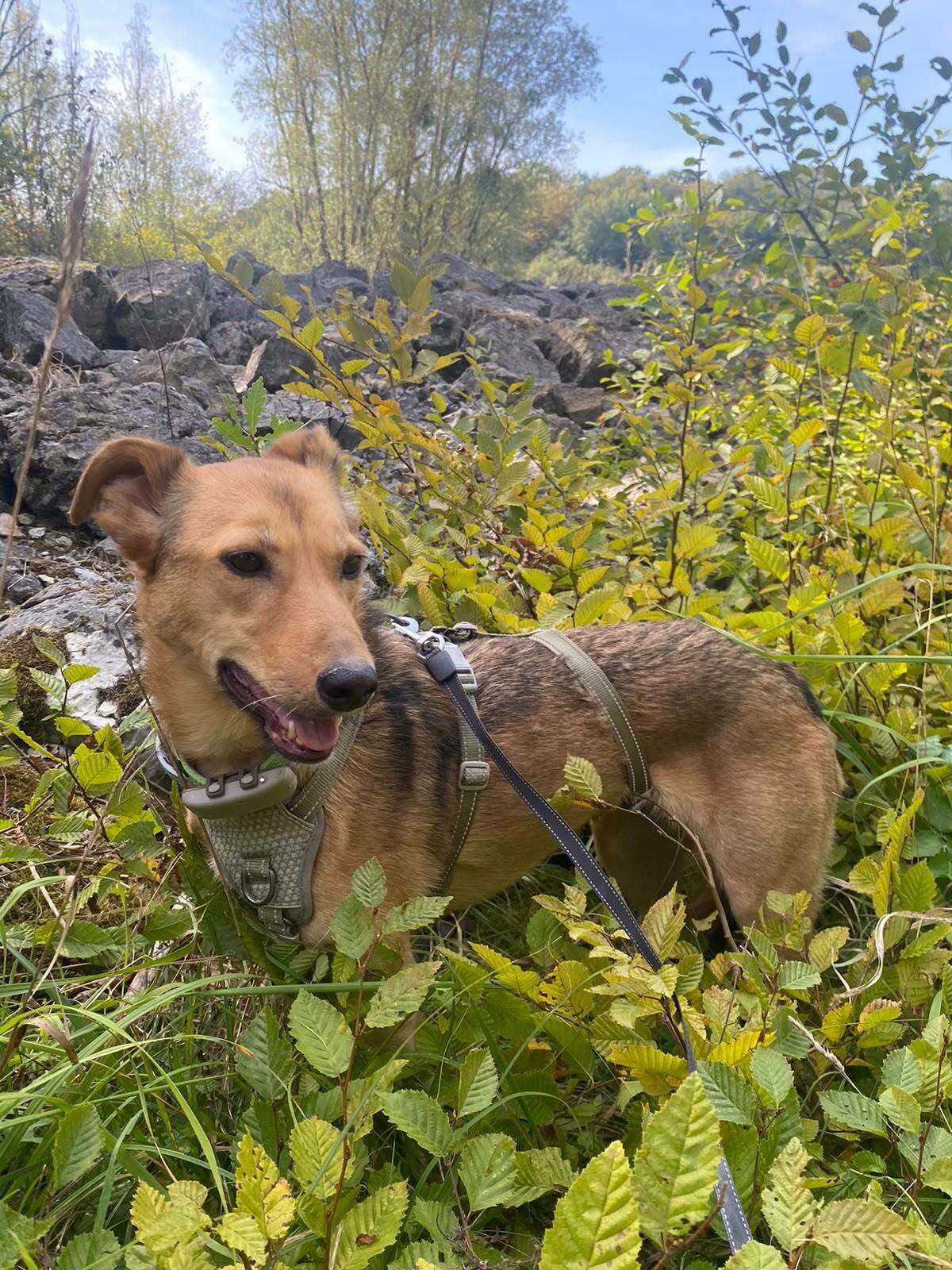 Adoption Yashka