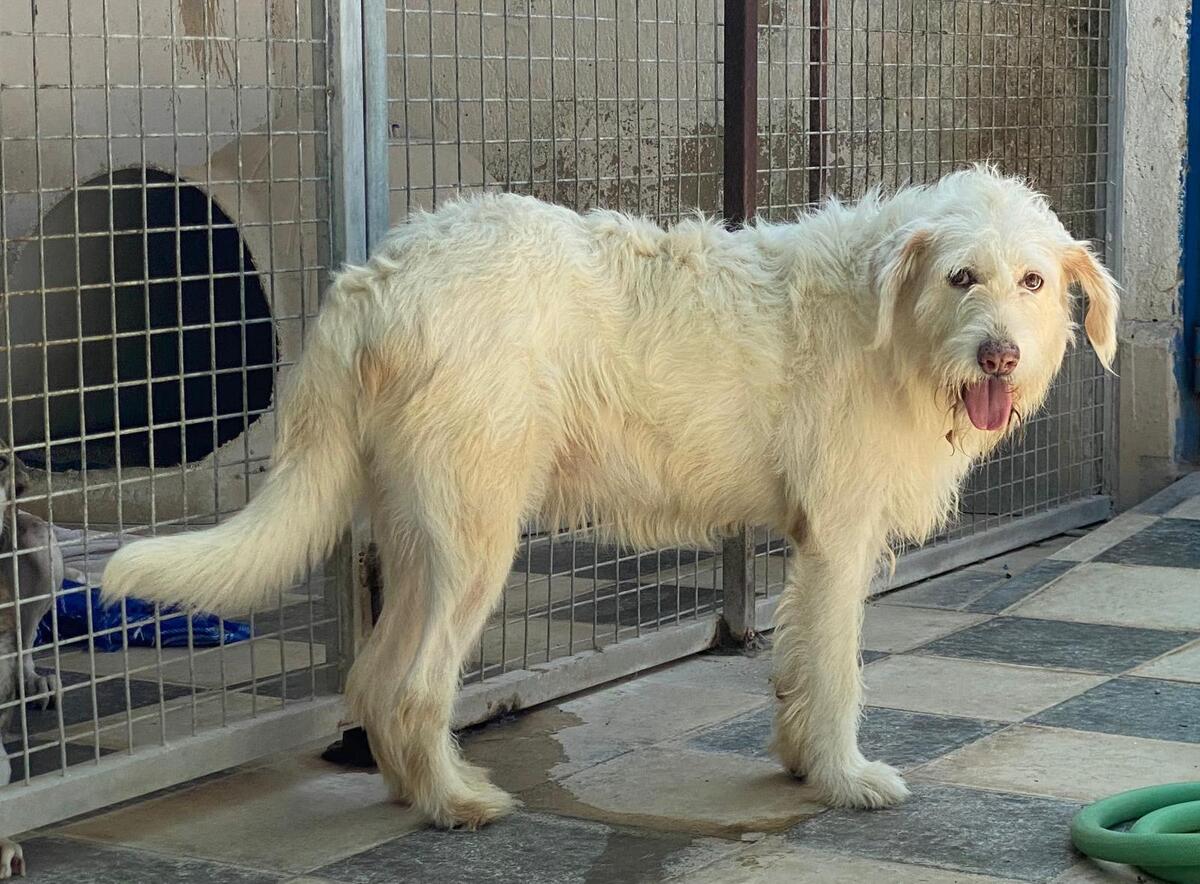 Adoption Guirnalda