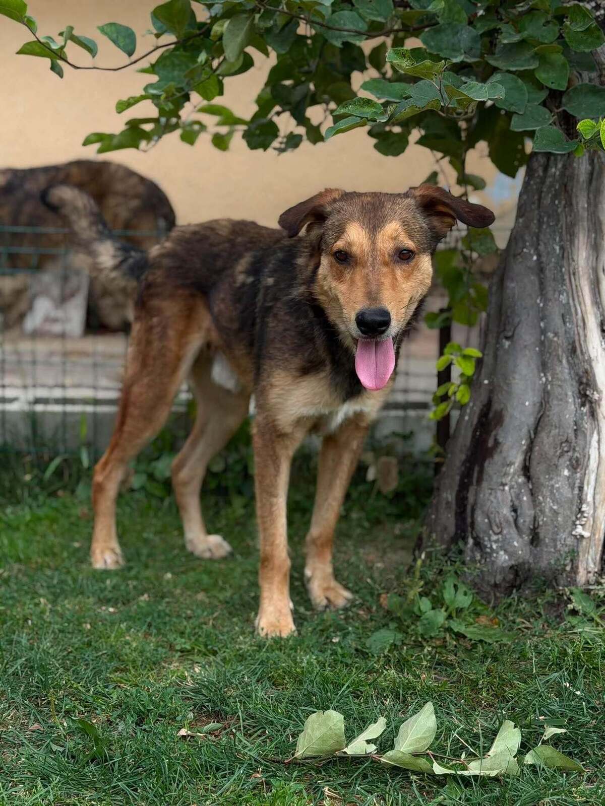 Adoption Kaito