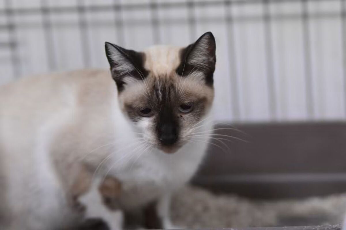Adoption Satine