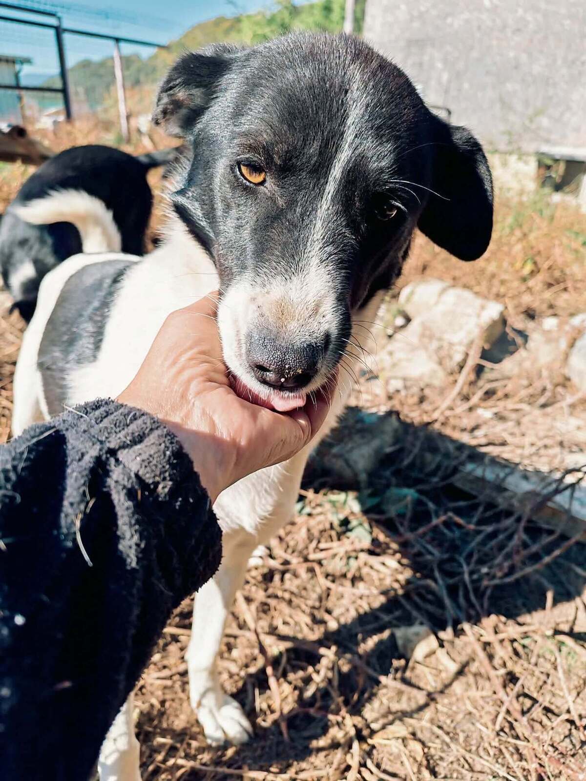 Adoption Lotta