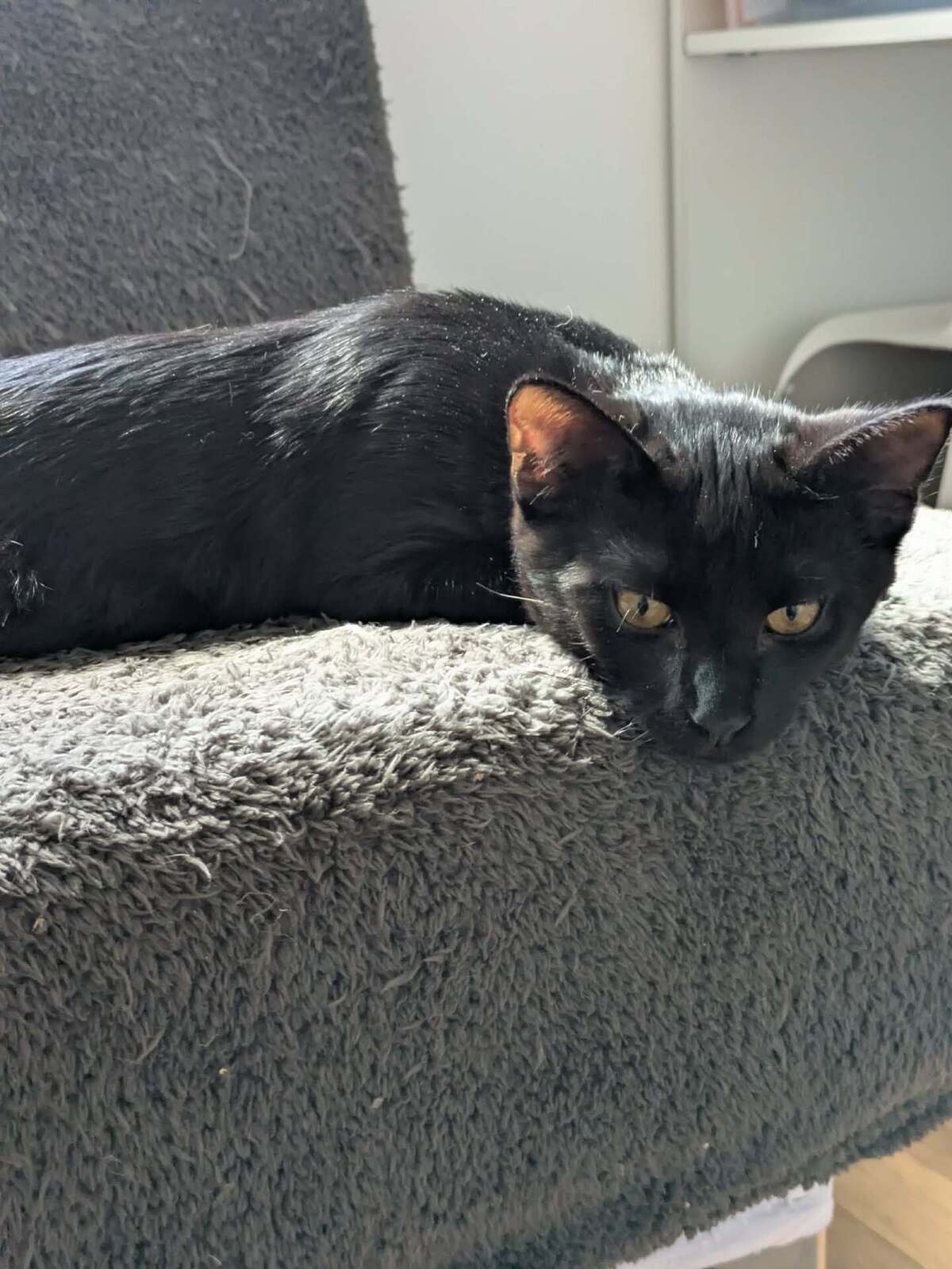Adoption BITUME