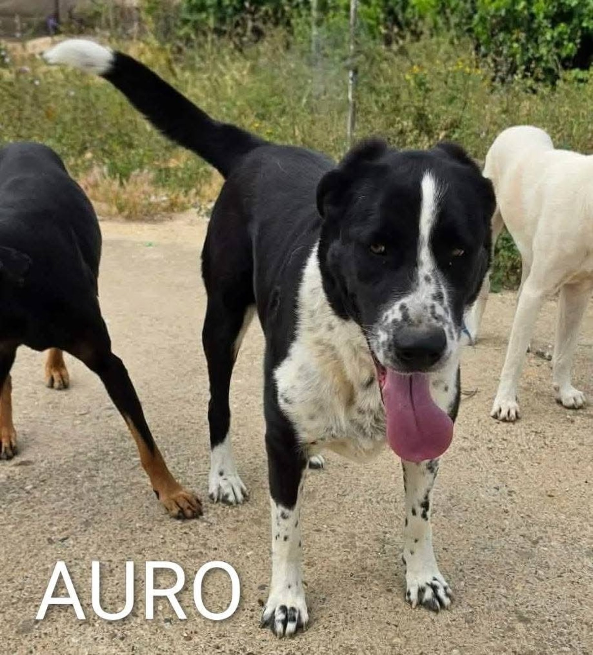 Adoption Auro