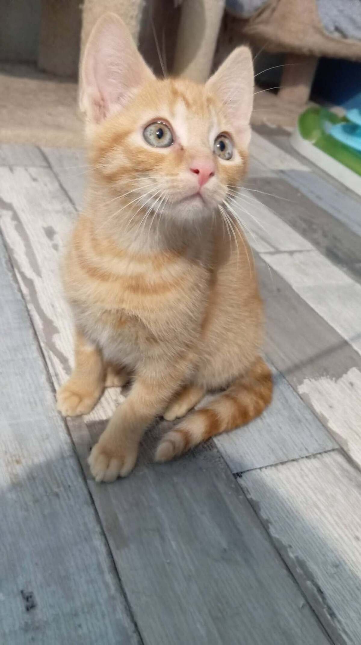 Adoption Bisou