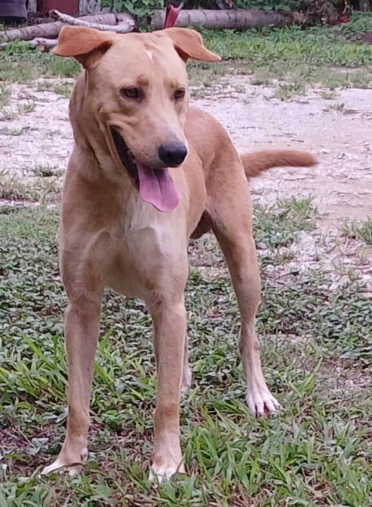 Adoption Kiko