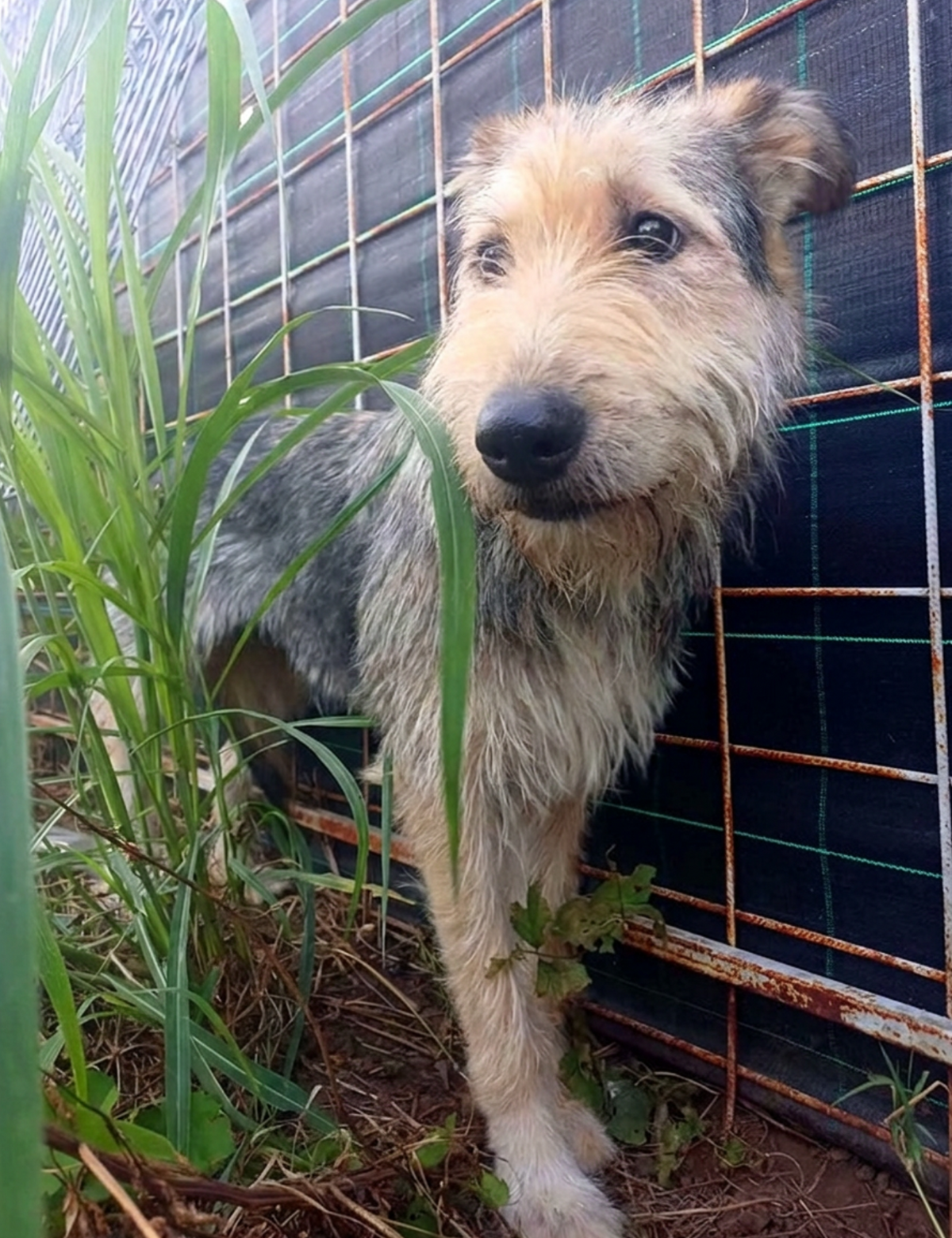 Adoption Sierra