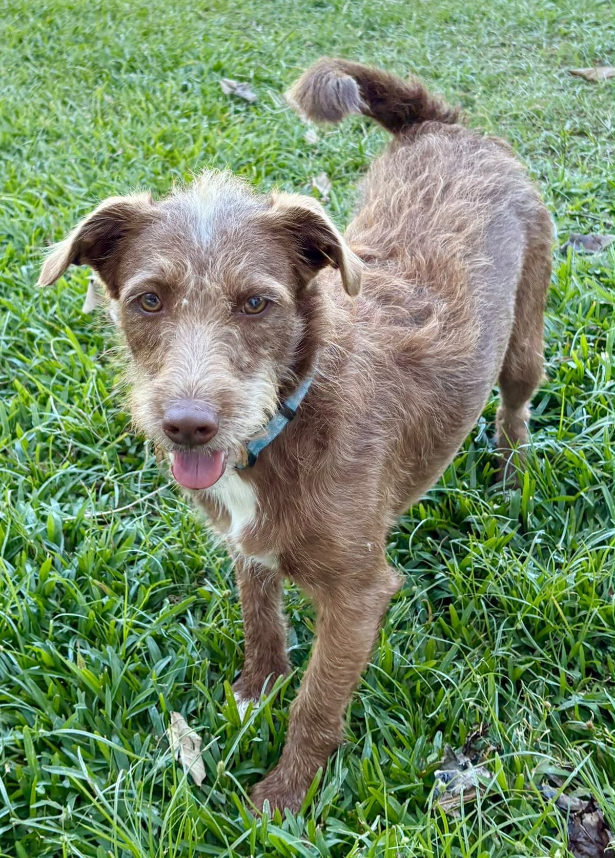 Adoption association PLUM