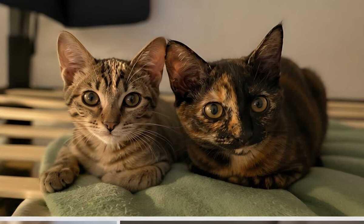 Adoption Keala