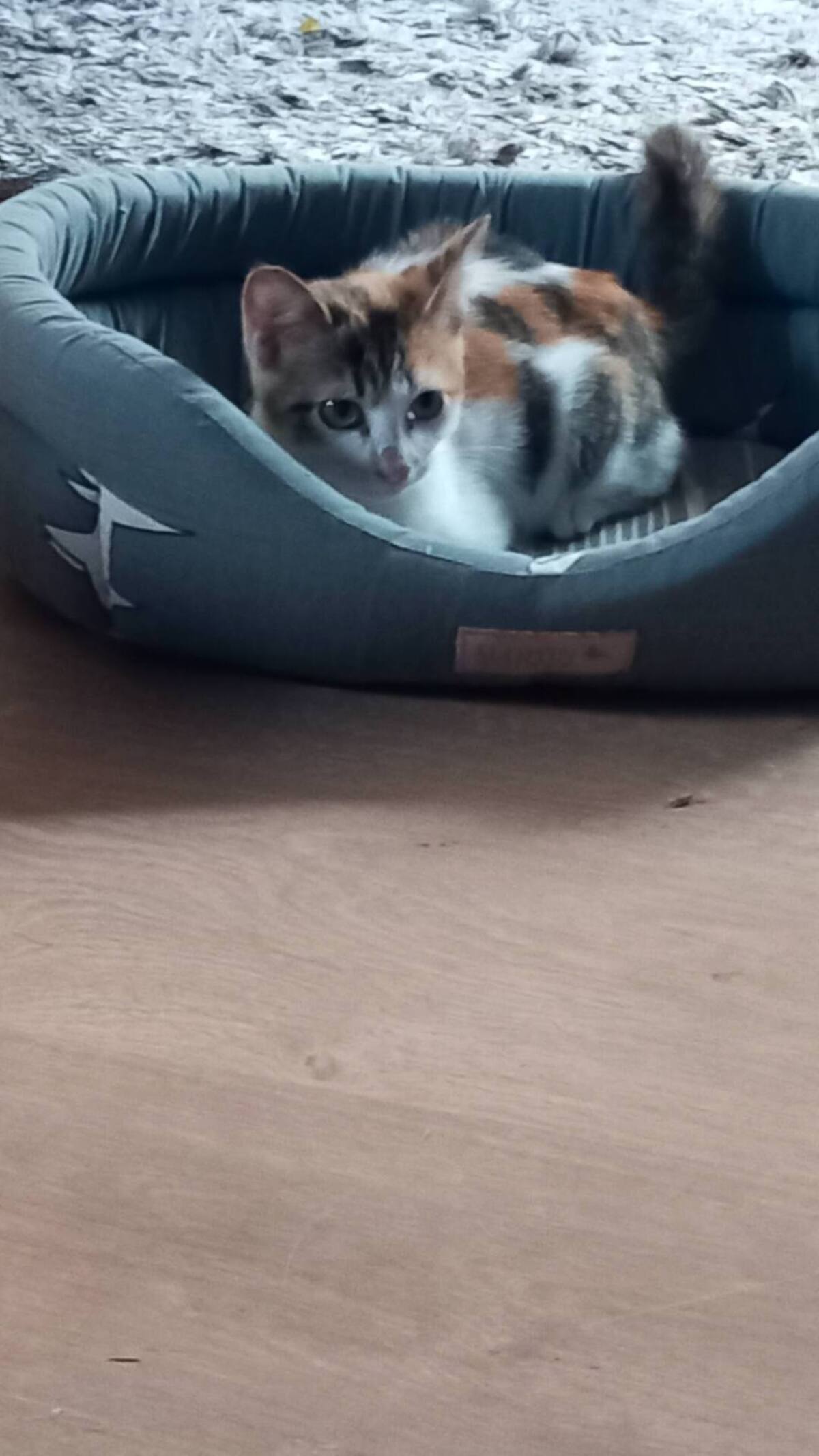 Adoption LOTUS