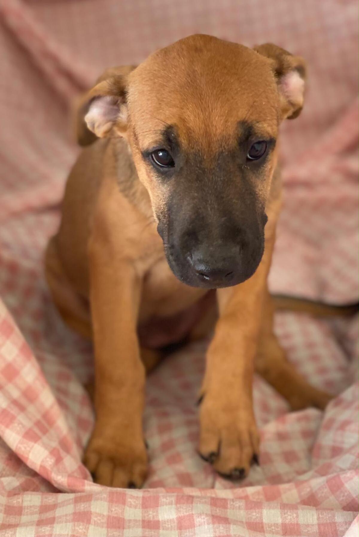 Adoption Libia