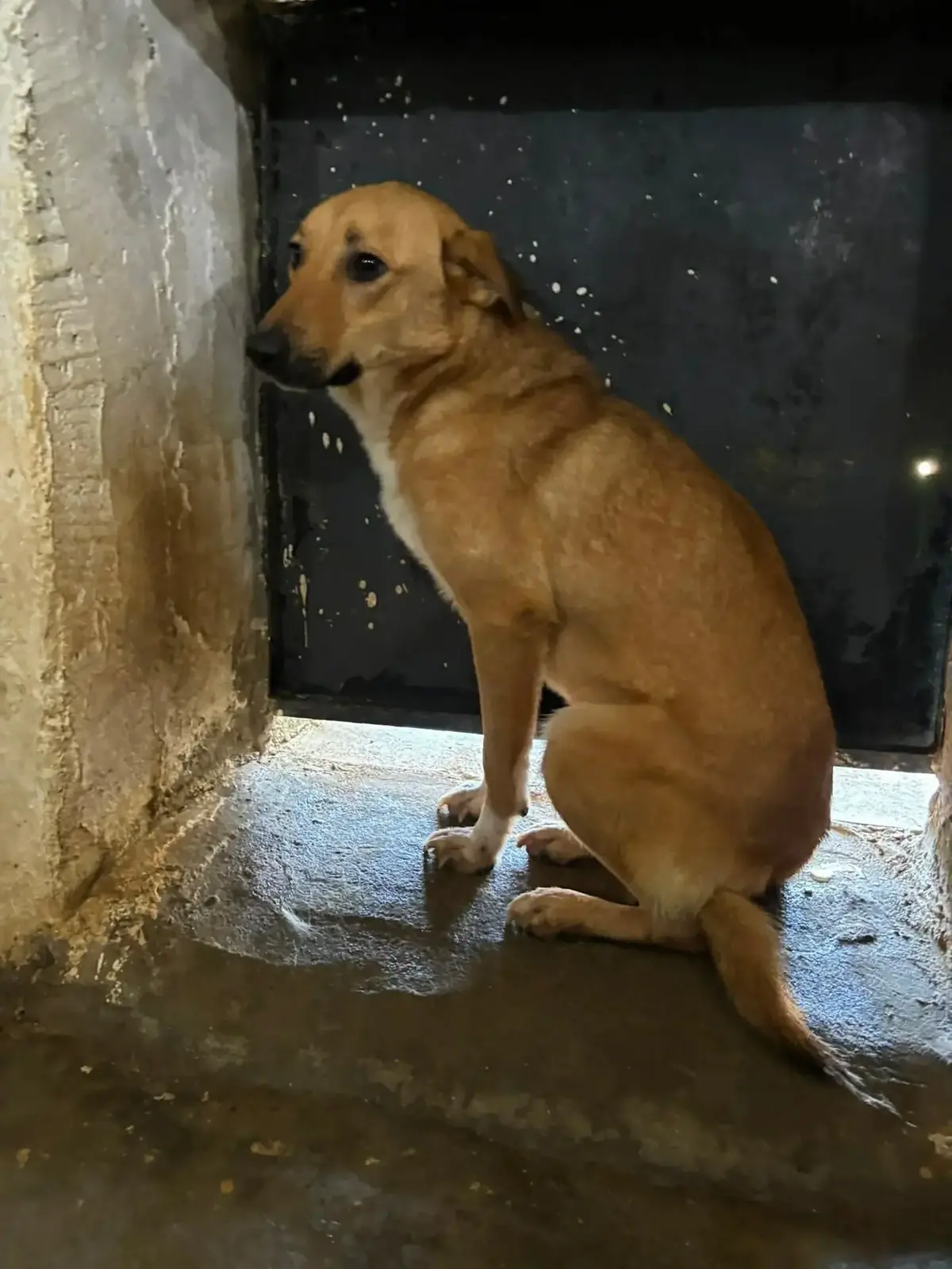 Adoption Belette