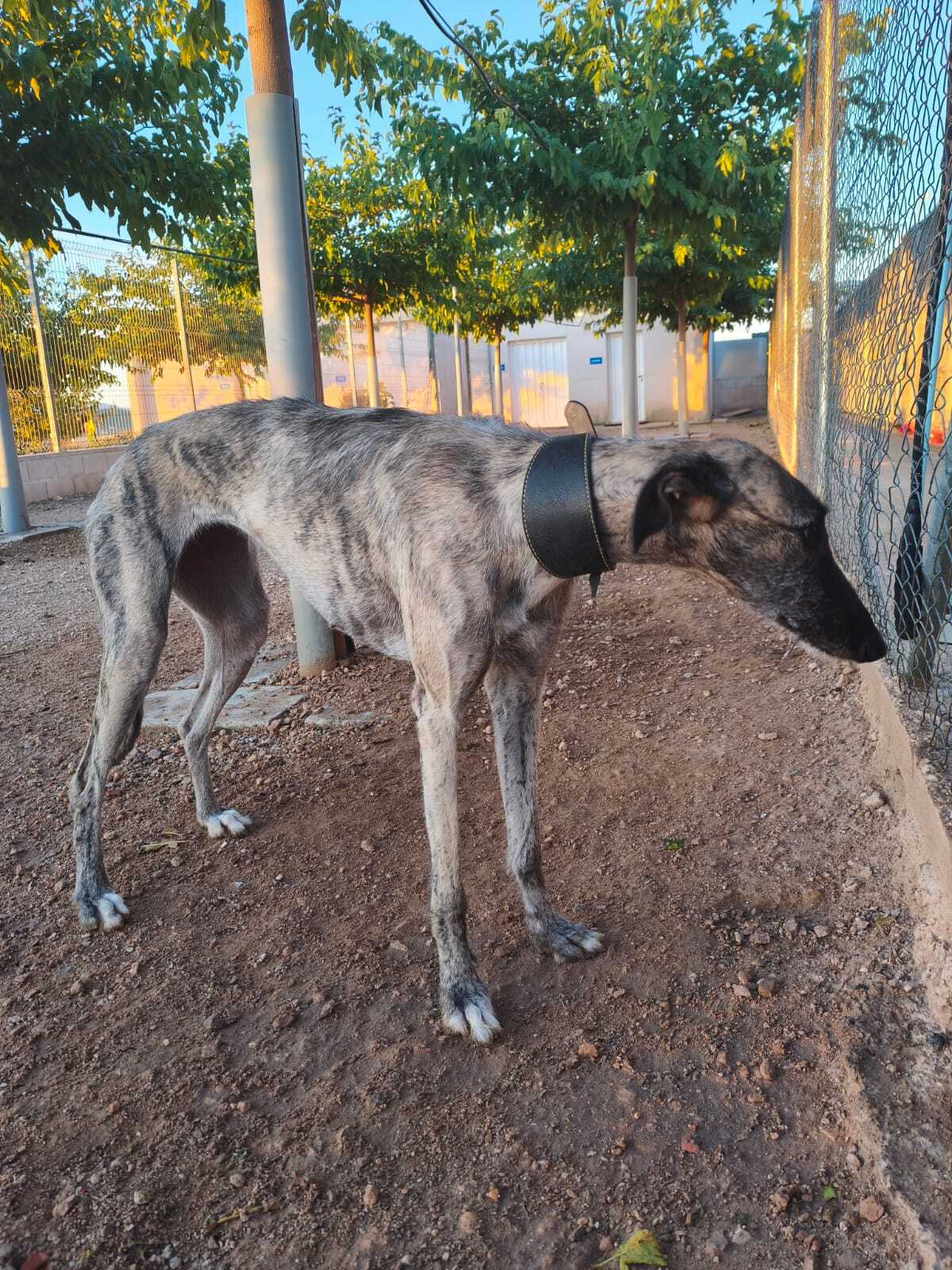 Adoption Fanny