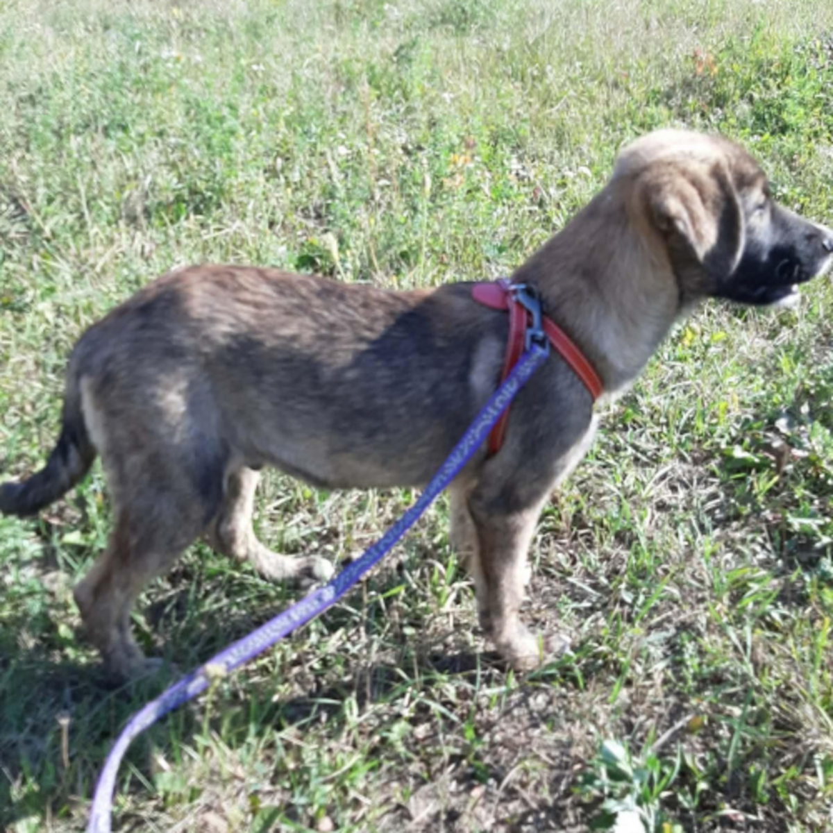 Adoption Ulfi