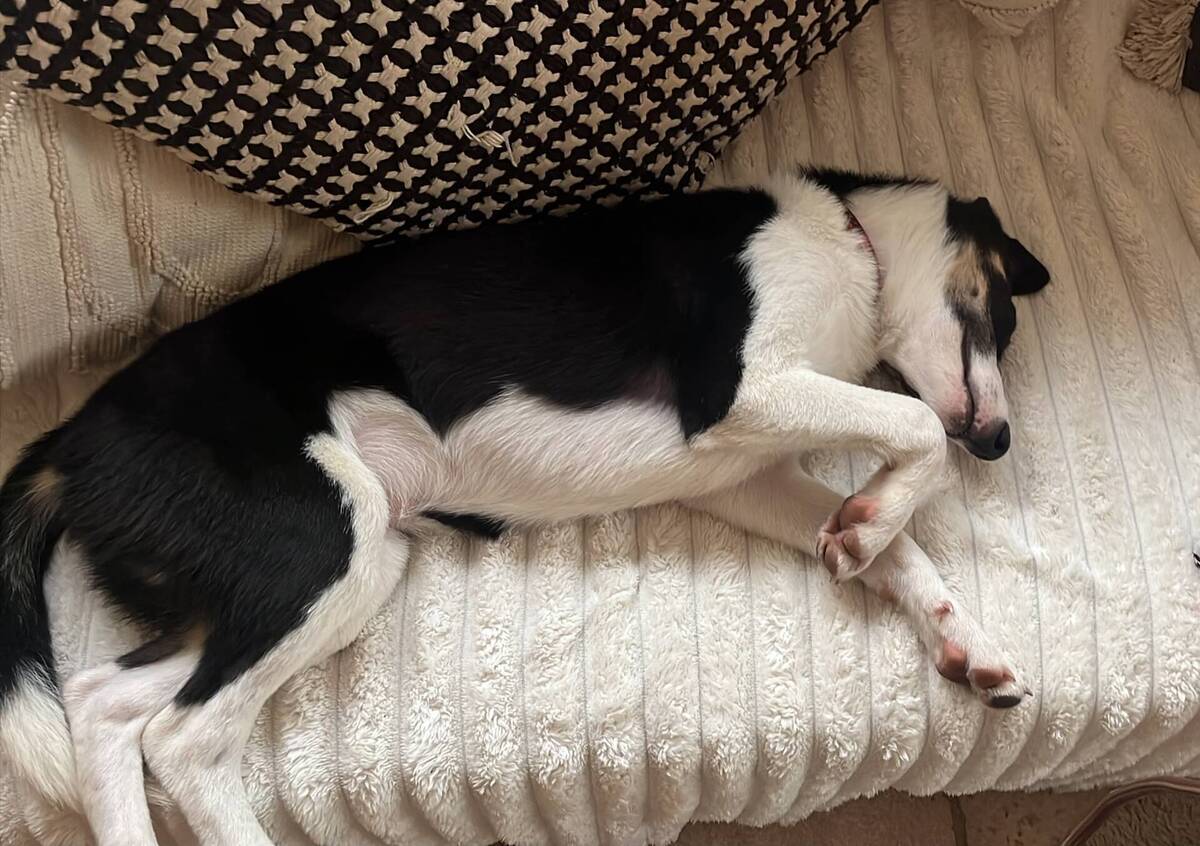 Adoption Zigzag