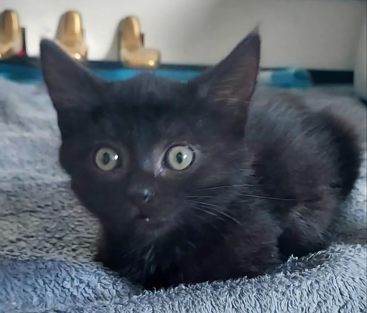Adoption Bleiz 