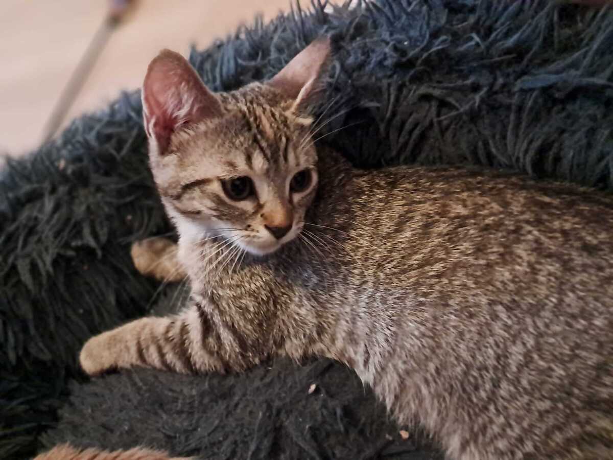 Adoption Emi