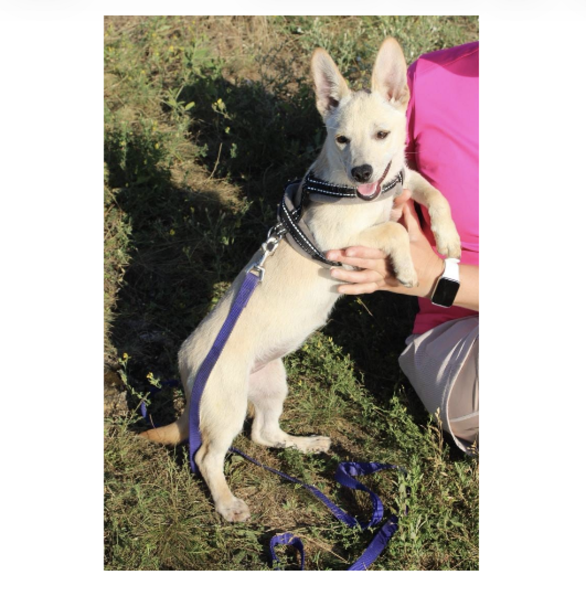 Adoption NICOLE, chien de Ukraine!