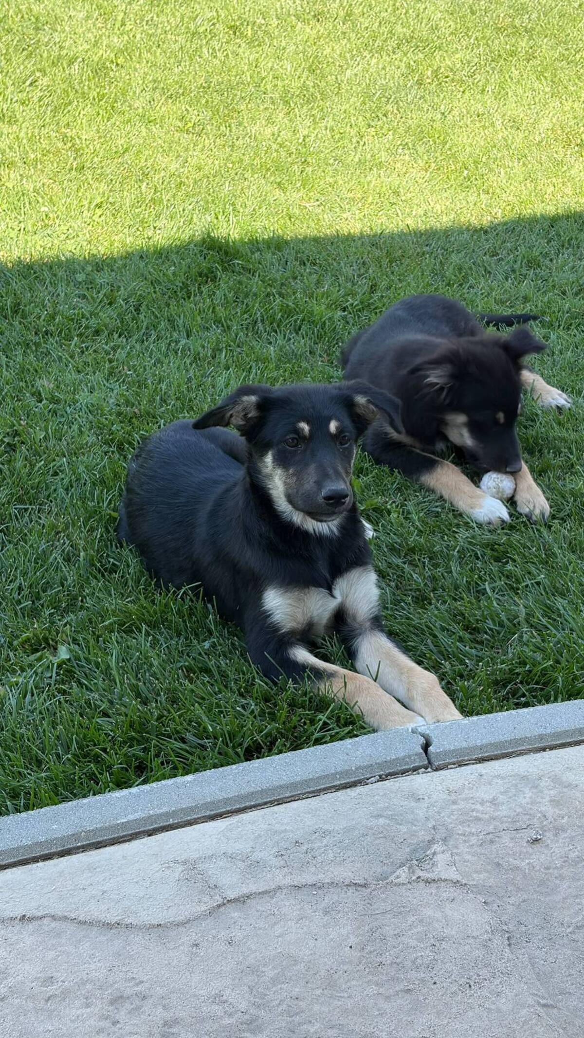 Adoption Lessie