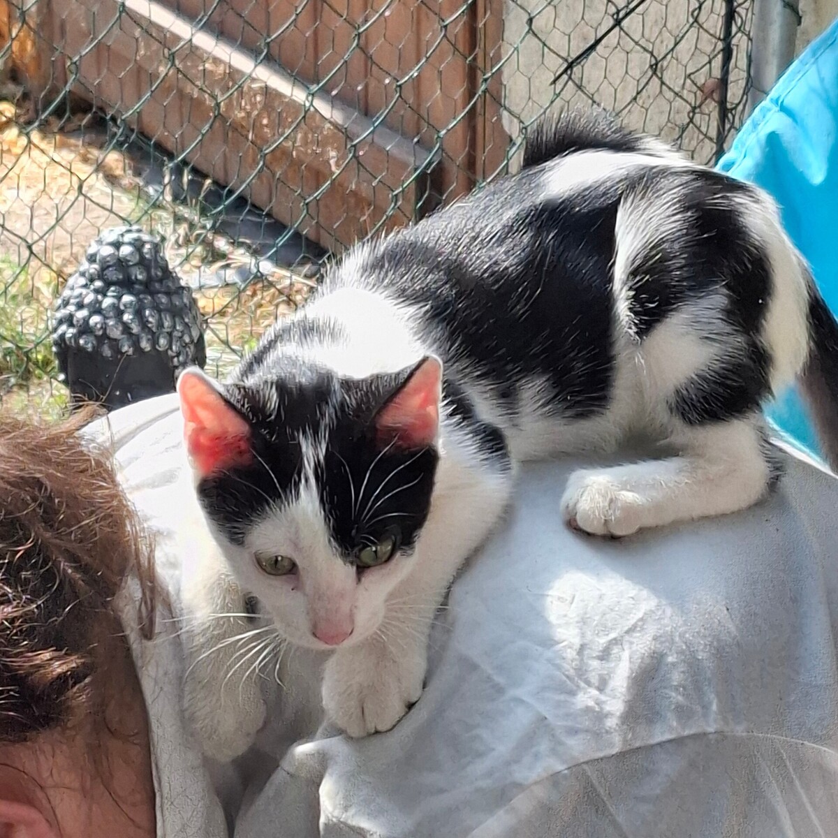 Adoption Buddy