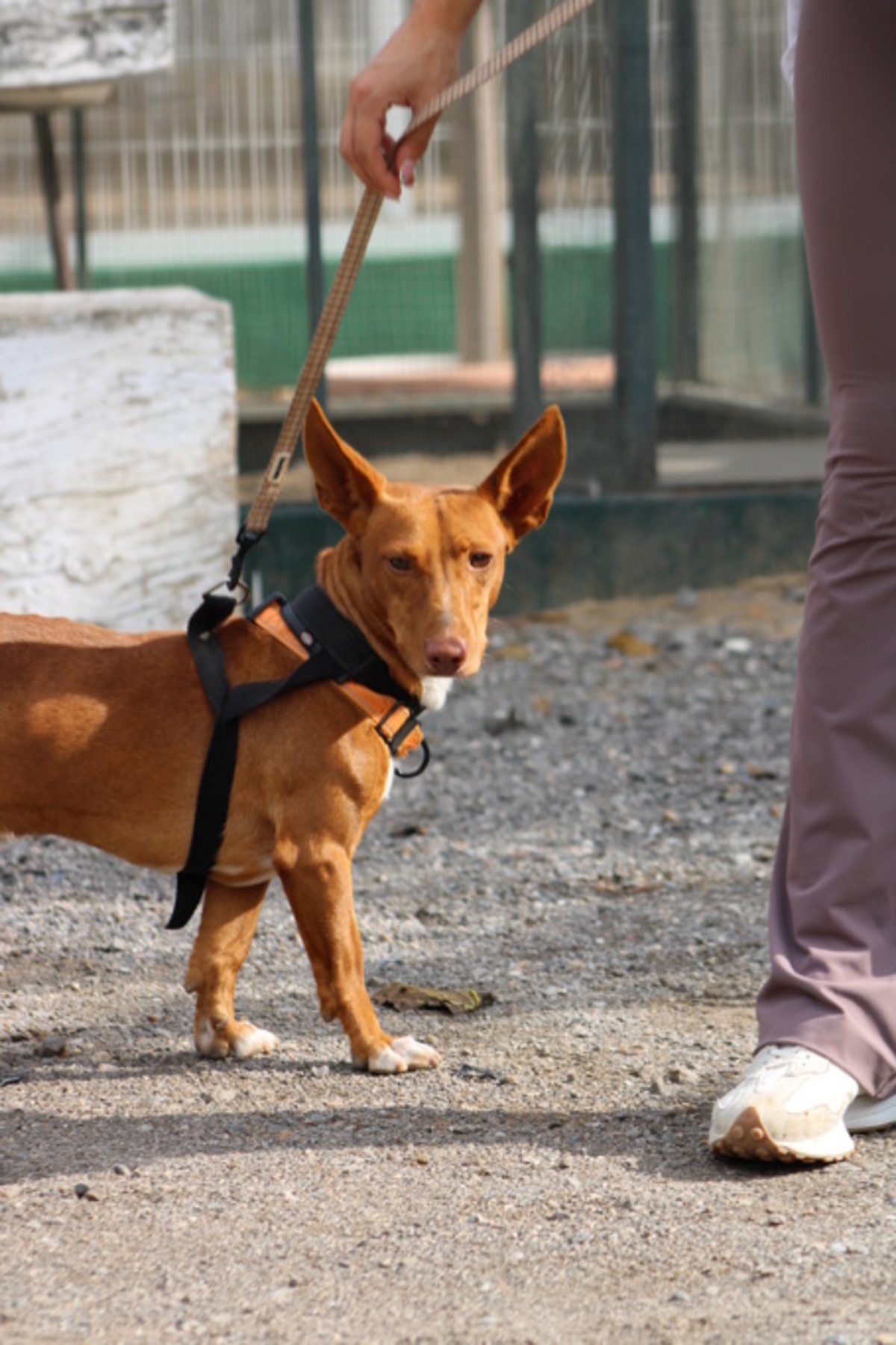 Adoption Chencho