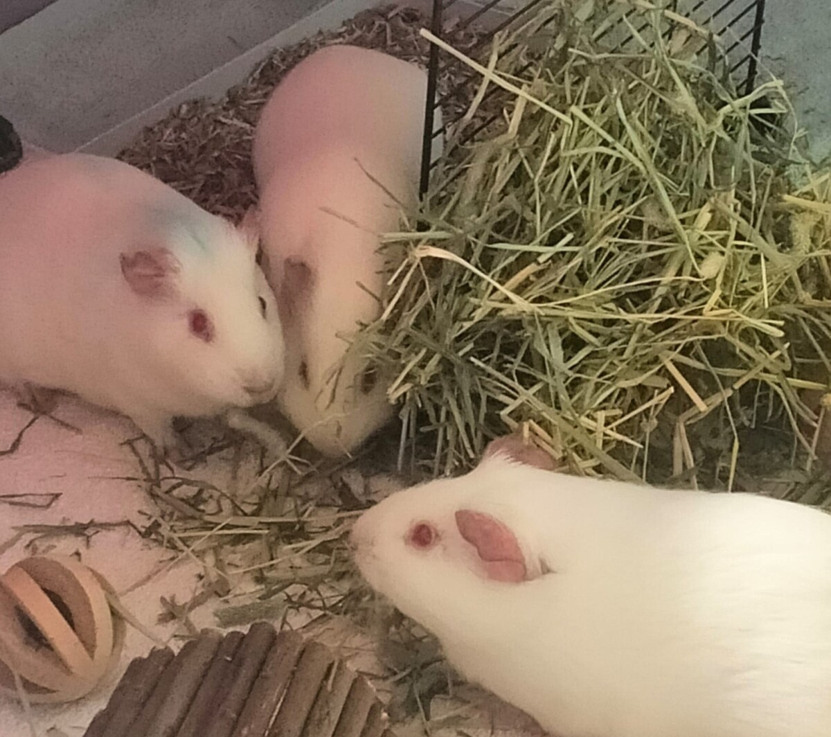 Adoption Fripouille, Chipie et Doudou