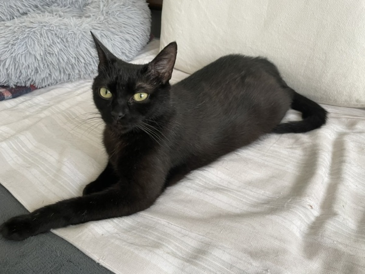 Adoption BELLA