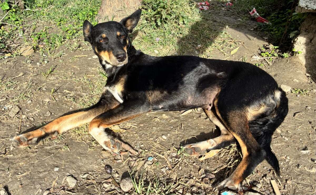 Adoption Yoko