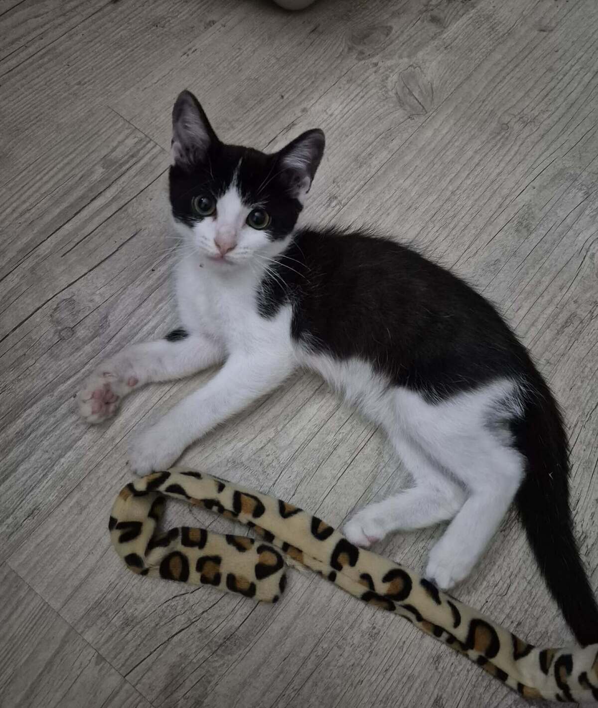Adoption OREO