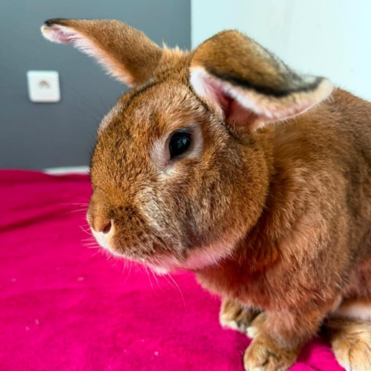 Adoption Trevor