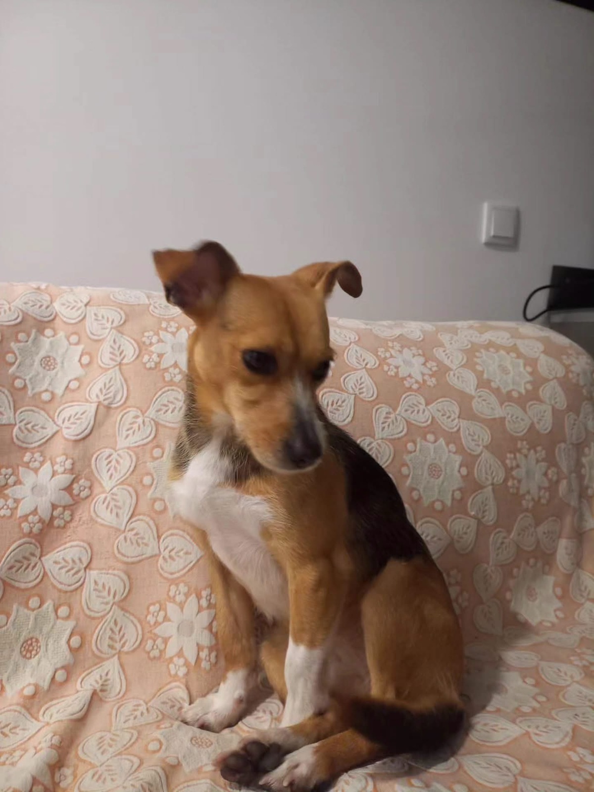 Adoption Kika