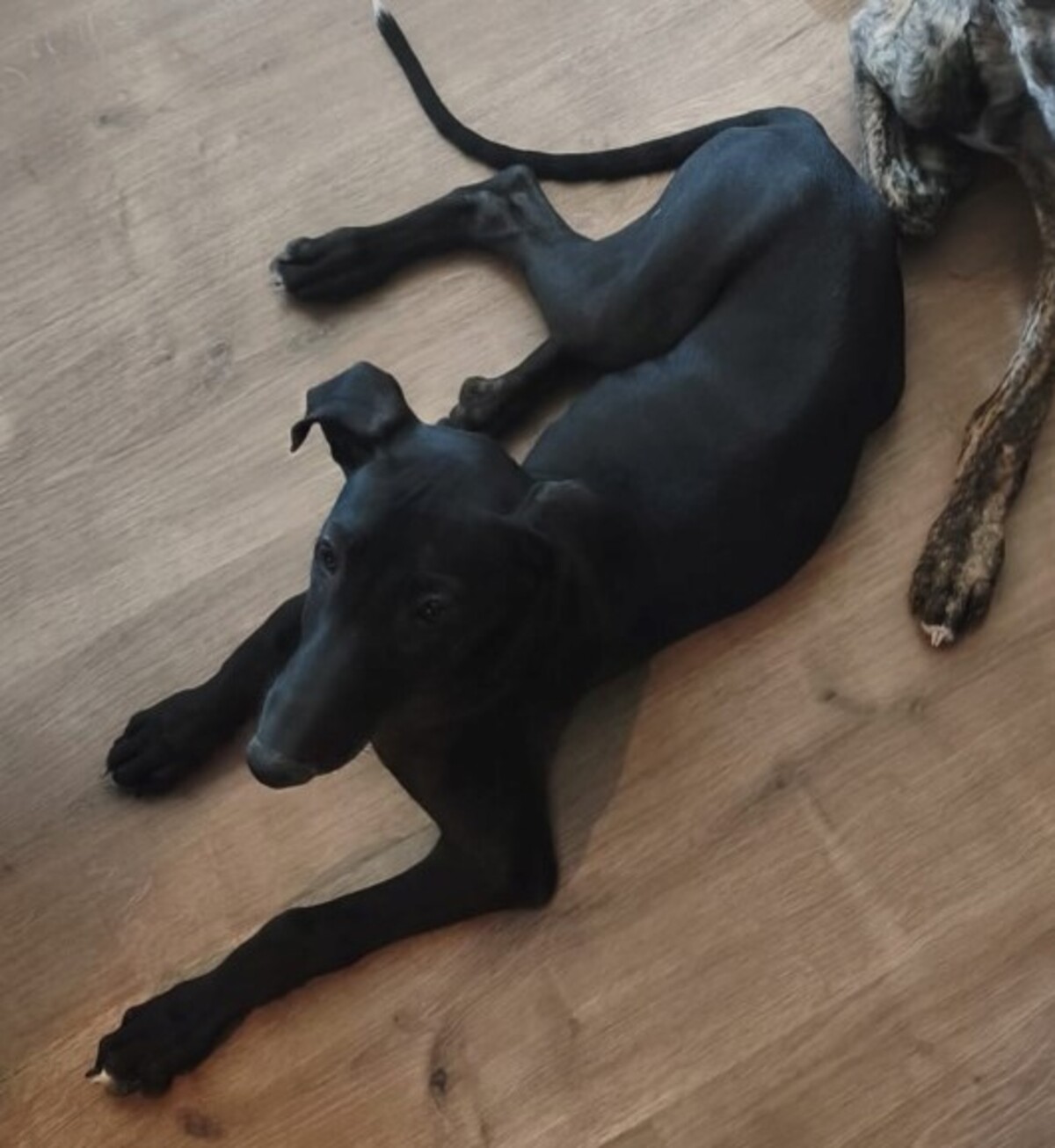 Adoption FERRAN