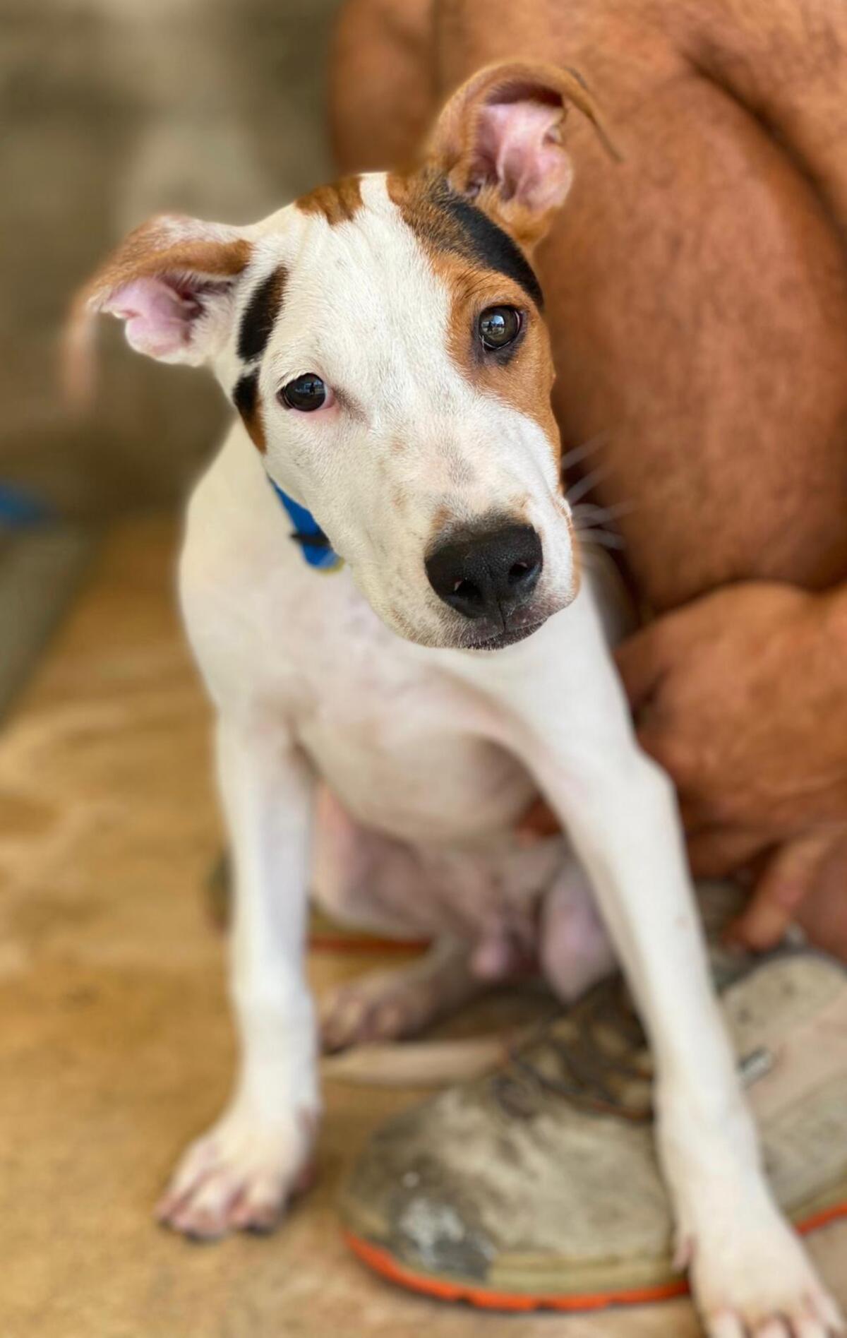 Adoption Benjamin