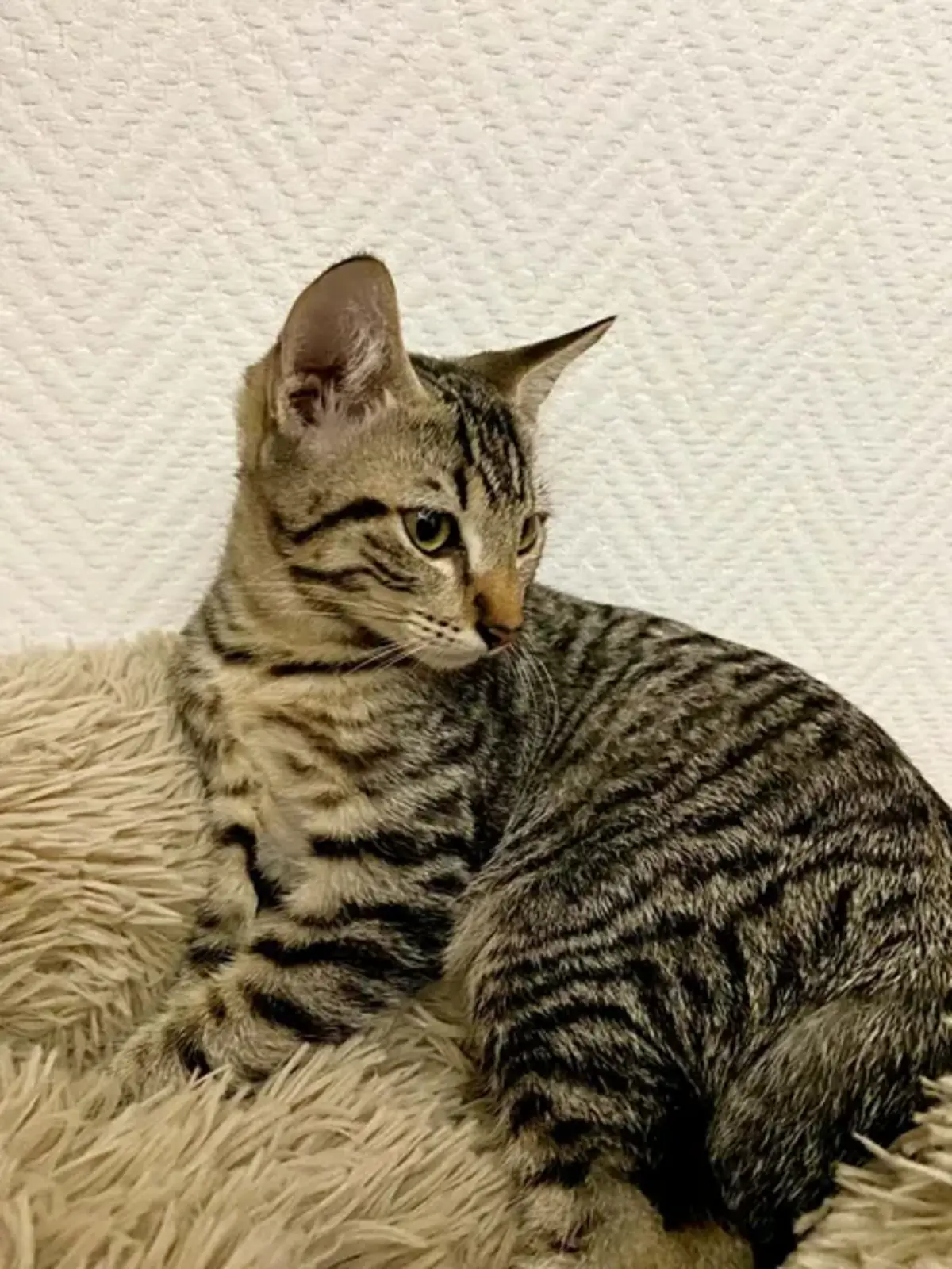 Adoption Alto