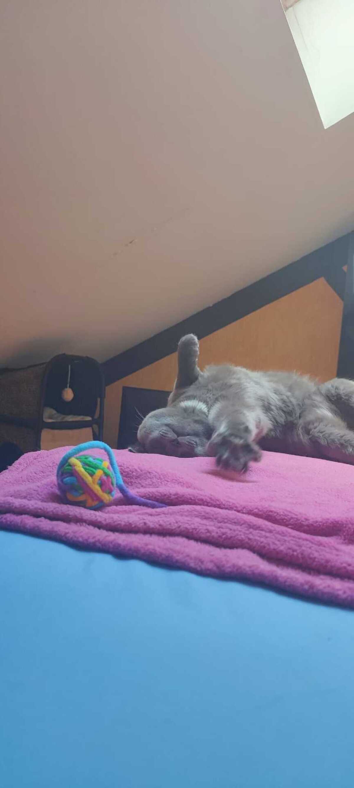 Adoption Aegir 