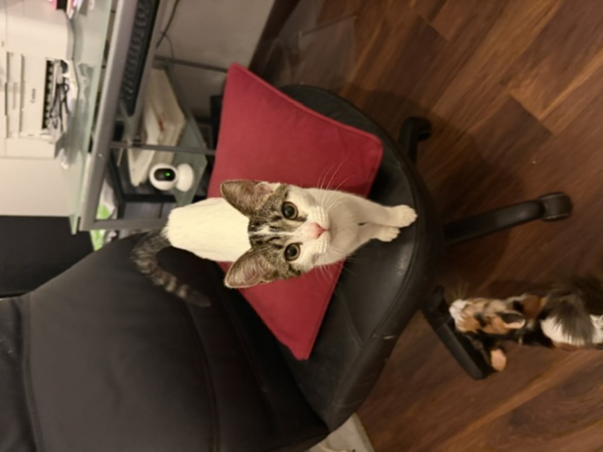 Adoption Bernadette