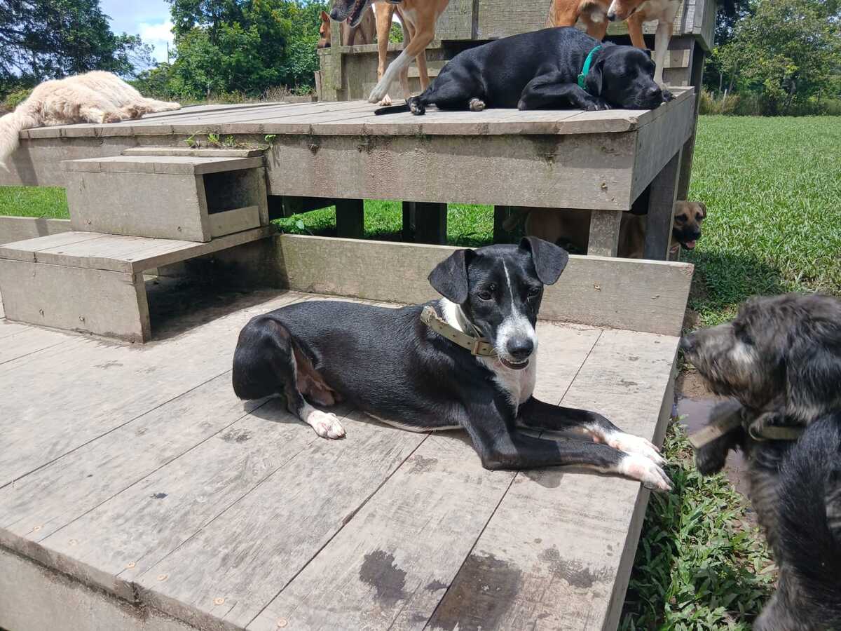 Adoption Frisco
