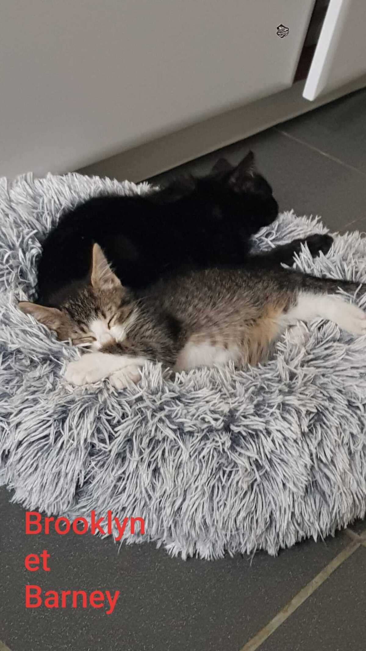 Adoption BROOKLYN et BRADLEY 