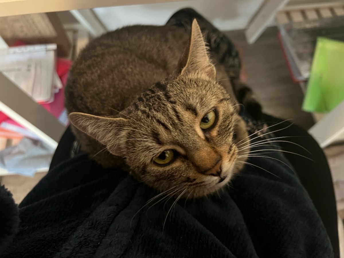 Adoption Kittie 